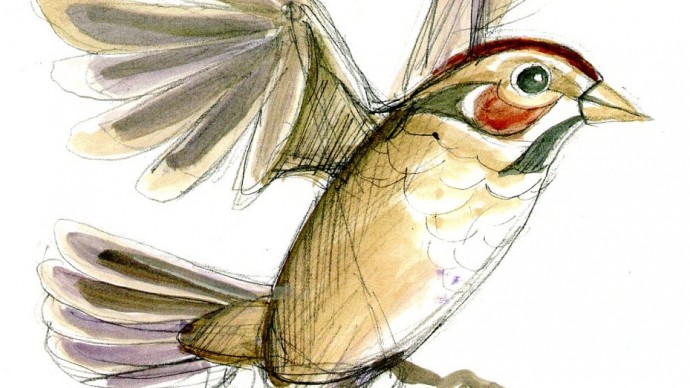 Sparrow puppet sketch by David Fichter.